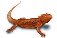 Portrait de reptile dessiné à la main à partir d'une photo