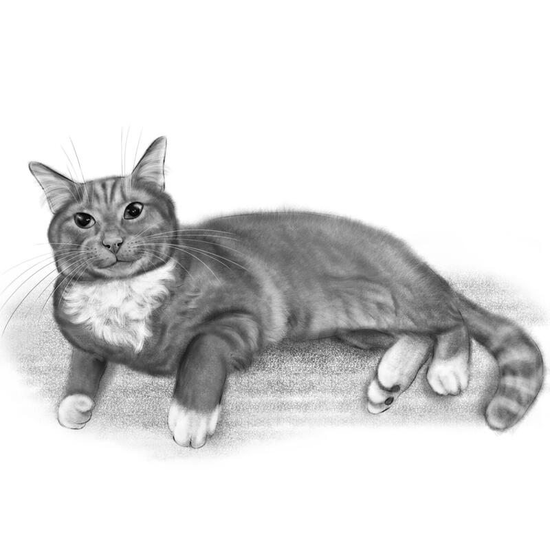 how to draw a realistic cat body
