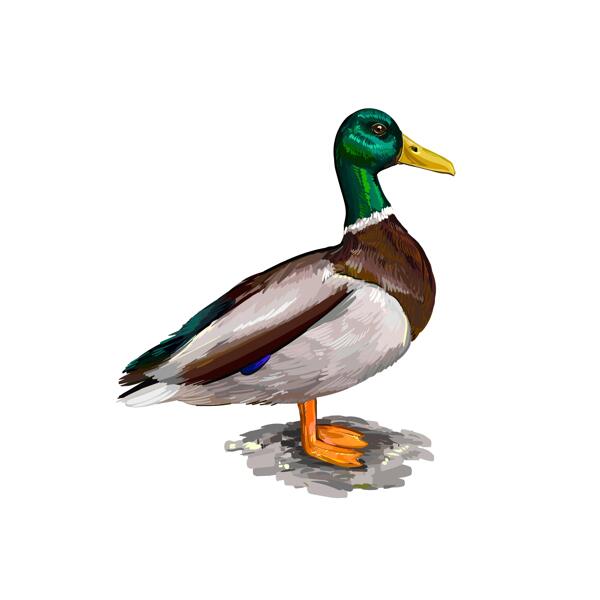 Wild Duck Portrait Painting in Color Digital Style from Photos