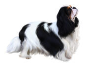 Portrét barevného psa celého těla