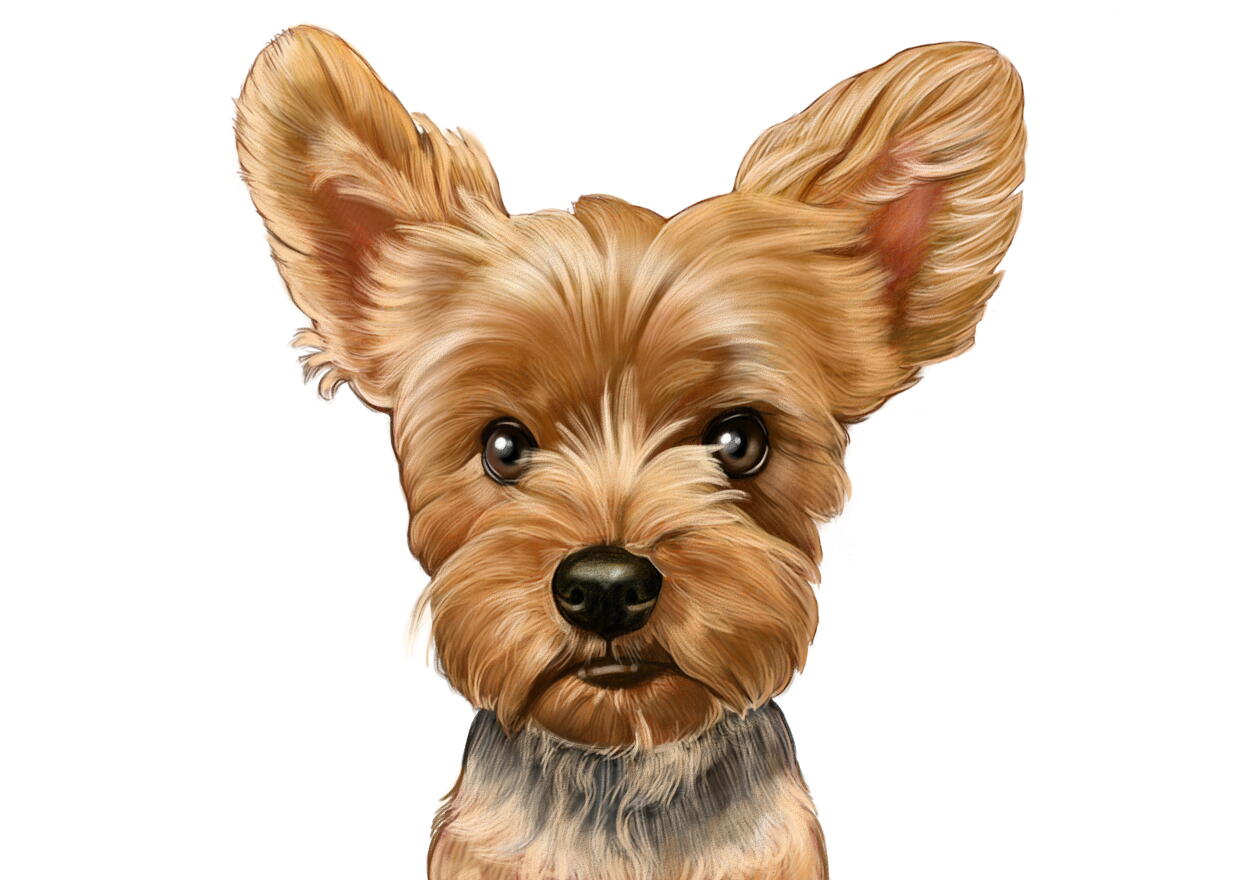 Head and Shoulders Yorkie Cartoon Portrait in Color Style from Photo