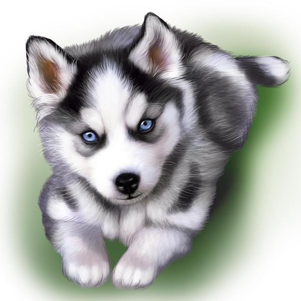 how to draw a cute husky puppy step by step
