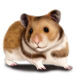 retrato de desenho animado de hamster