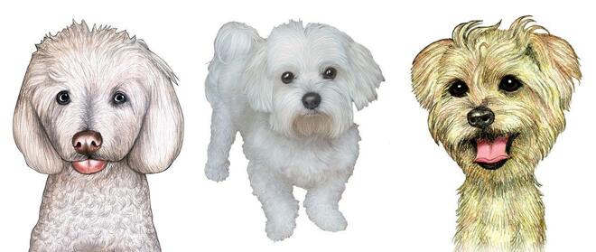 Bichon Karikatürü