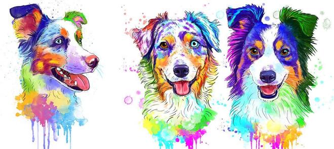 Australian Shepherd karikatyr