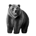 Caricatura de urso: estilo preto e branco