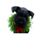 Hundporträtt som bär julkrans