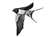 Ritratto di uccello in bianco e nero