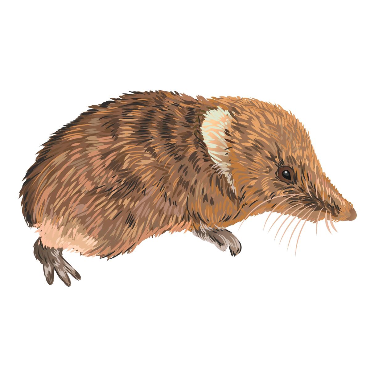 Retrato de caricatura coloreada de una musaraña de tu foto