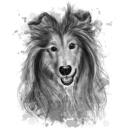 Rough Collie Portrait Painting from Photos in Graphite Style