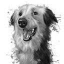 Border Collie Portrait Drawing in Grayscale Watercolor from Photos