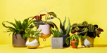 2. A House Plant-0
