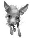 Portret grafit Chihuahua alb și negru cu corp complet din fotografii