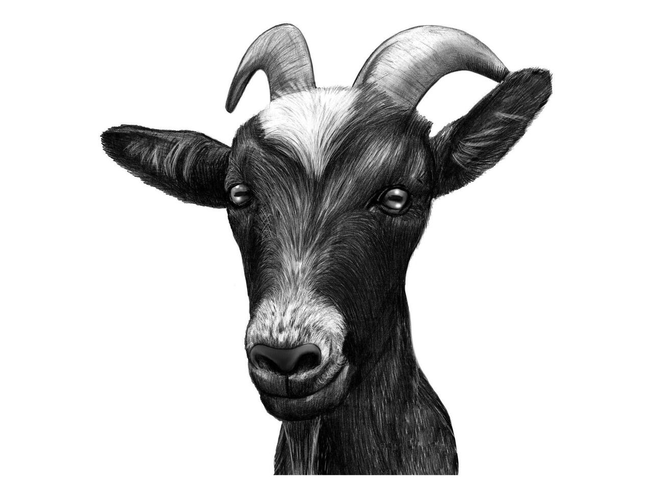 Buy Digital Download Pencil Drawing of a Goat Animal Artwork Artwork by UK  Artist Gary Tymon Instant Download Online in India - Etsy