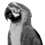 Karikatura papouška: monochromatický styl