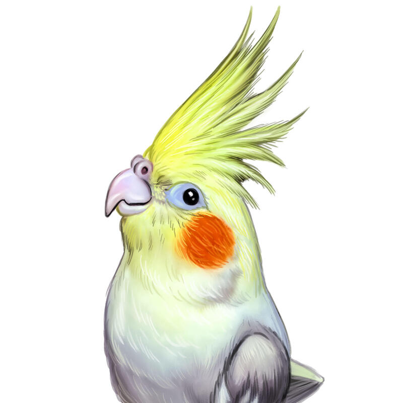 Parrot Cartoon Portrait