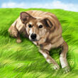 Koko+kehon+koiran+muotokuva+ruoholla