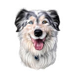 Australian Shepherd karikatur