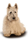 Portrét psa ve stylu přírodního akvarelu z fotografií bez cákance na pozadí