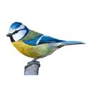 Beautiful Great Tit Cartoon Painting in Colored Style from Photo