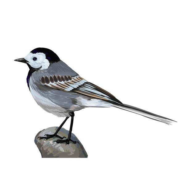 White Wagtail Cartoon Portrait Hand Drawn in Digital Style from Photo