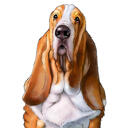 Basset Houndi koera karikatuur