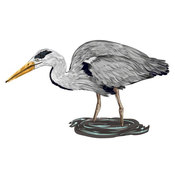 Heron Bird Cartoon Portrait i helkroppsfärgstil från foto