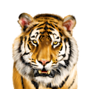 Värillinen tiikerisarjakuva muotokuva