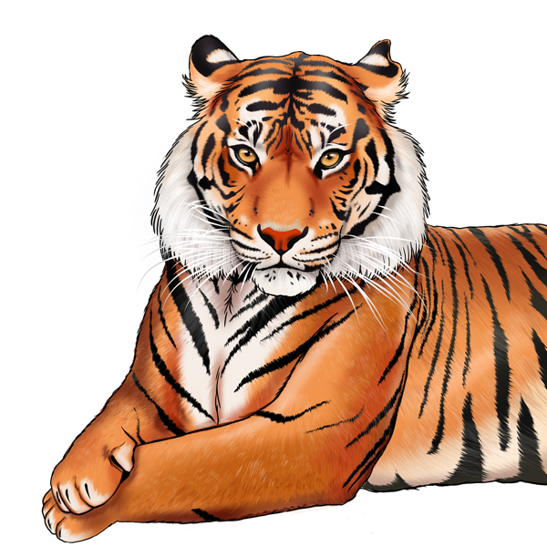 Liegendes Porträt eines Tigers