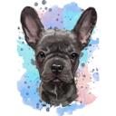 Sød fransk bulldog naturlig akvarelportræt fra foto med farvet baggrund