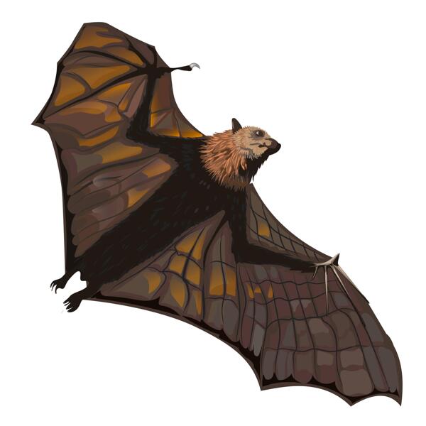 Retrato de morcego em cores caricatural de fotos