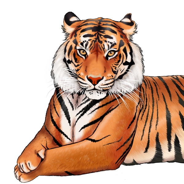 Retrato acostado de un tigre
