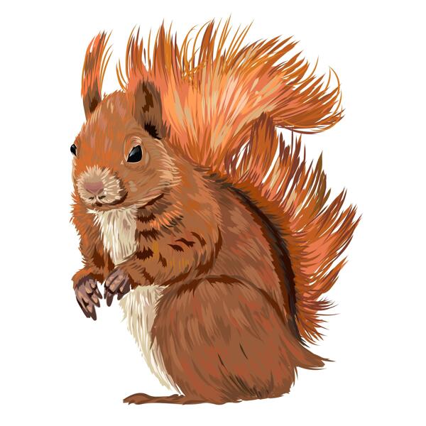 Squirrel Cartoon Portrait