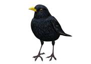 Aangepaste vogel cartoon portret in kleur digitale stijl van foto