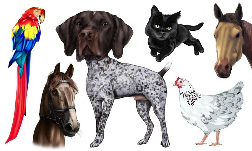 Mixed Pets Caricature