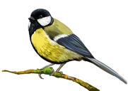 Beautiful Great Tit Cartoon Painting in Colored Style from Photo