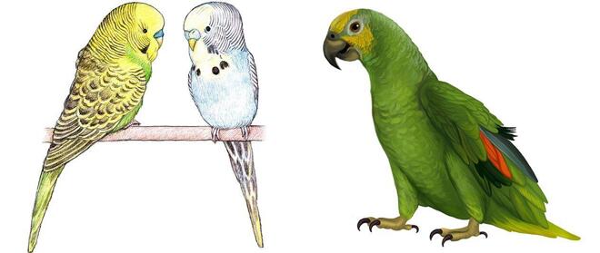 Karikaturen en portretten van vogels