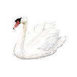 Ritratto di cigno bianco disegnato a mano in stile colorato da foto