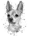 Söpö hiilenharmaa chihuahua-muotokuva akvarellityylillä valokuvista