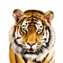 Индивидуальный карикатурный рисунок тигра
