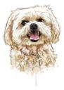 Bišonas maltiešu rotaļu suns mīkstā akvareļa pasteļtoņā no fotoattēliem