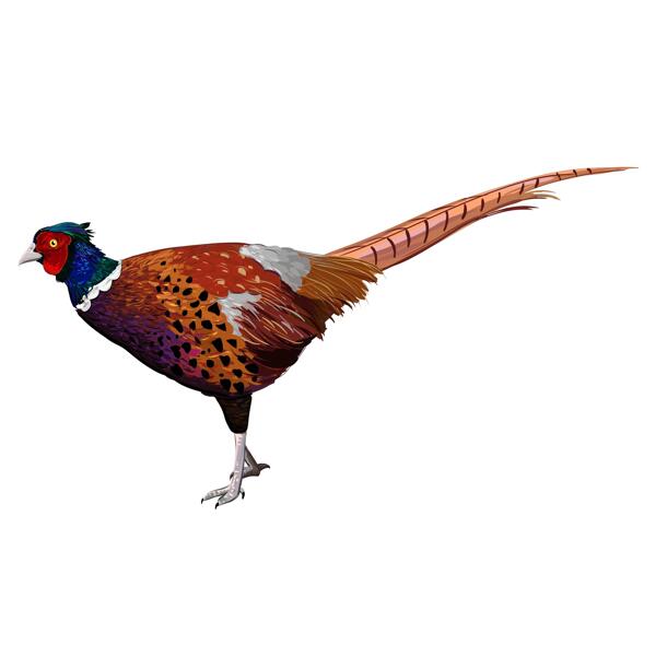 Custom Pheasant Portrait