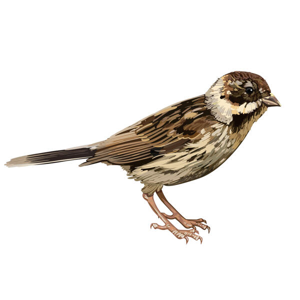 Sparrow Bird karikatūra no fotoattēla krāsu stilā