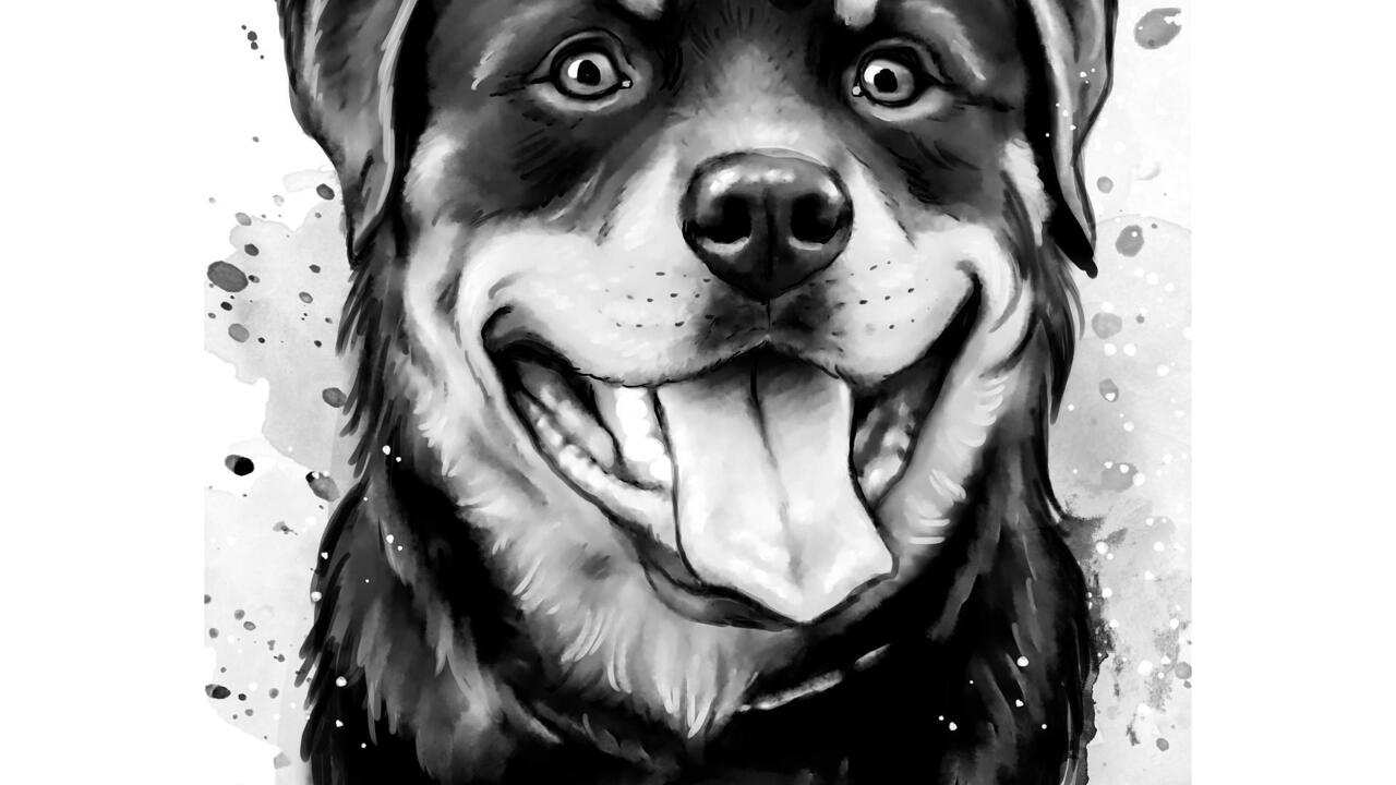 Portrait de Rottweiler graphite partir de photos dans un style aquarelle