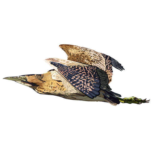 Beautiful Great Bittern Caricature Portrait in Colored Style from Photo