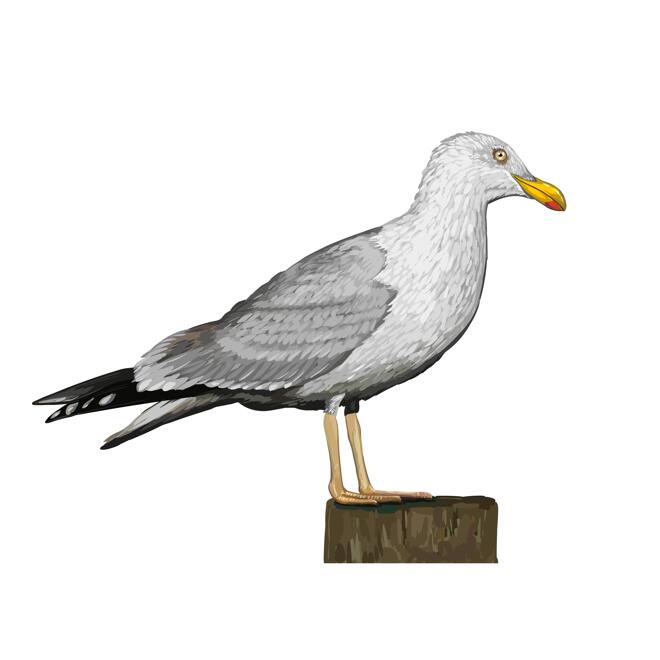 Custom Seagull Cartoon Drawing Portrait in Color Style from Photo