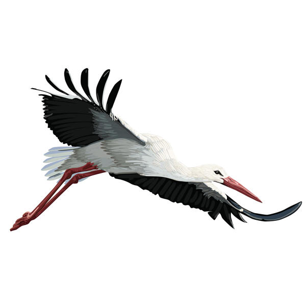 White Stork Cartoon Caricature Drawing in Colored Style from Photo