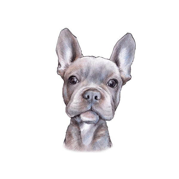 French Bulldog Caricature Portrait from Photos in Color Style for Pet Lovers Gift