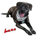 Dog Poster Printed Portrait