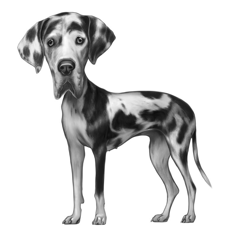 Great Dane Cartoon Portrait in Black and White Style for Dogge Lovers